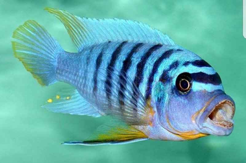 Maylandia fainzilberi 'Lutara Reef'